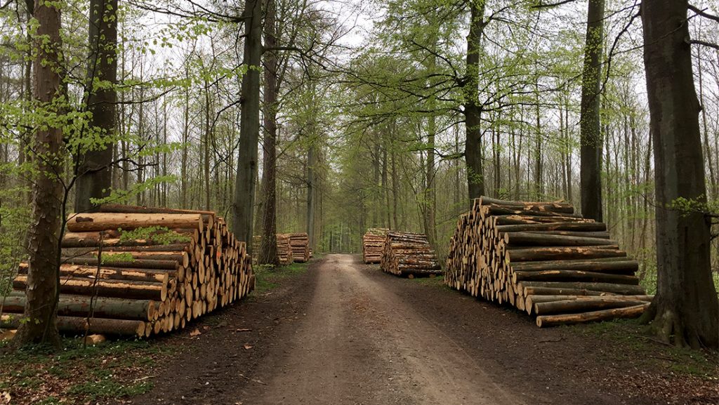 Verdens Skove | Træinfo